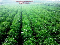 /album/kepgaleria/a2013-07-20-17-06-06-jpg/